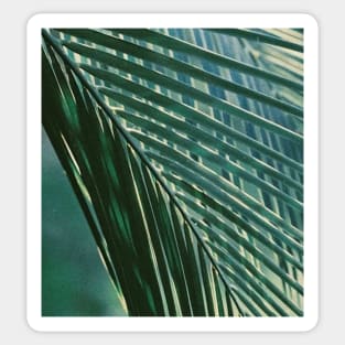 Tropical Palm Tree Leaf Sticker